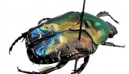 Réf. 213 387 : Potosia cuprea